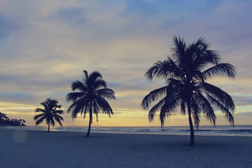 Plakat Colorful sunrise and huge palm trees on the beach in the Dominican Republic
