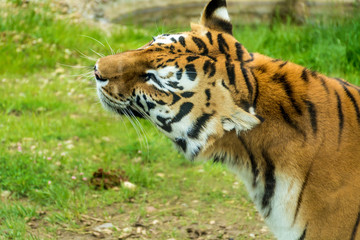 Portrait of Orange Tiger Outdoor