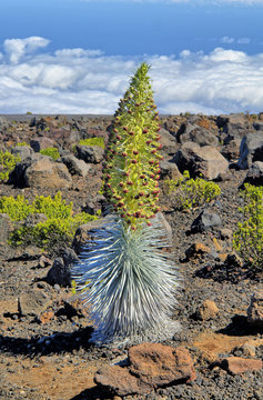  East Maui silversword  or Haleakala silversword -  a rare plant, part of the daisy family Asteraceae.
