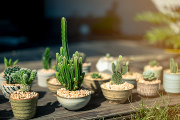 Many beautiful small cactus plants that receive sunlight in the morning. And waiting for watering Continue to take care of them,