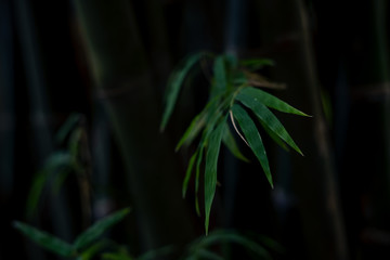 Close-up bamboo and bamboo leaves, refreshing and relaxing.