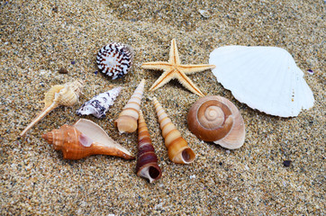 Seashells on the Sand .Summer Holiday