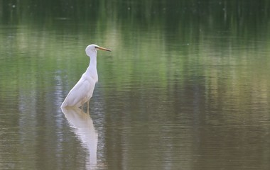 great blue heron in water