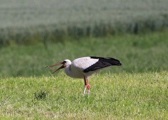 stork on green grass