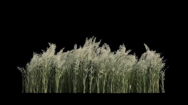 Grass and plants seamless loop, blowing on the wind, isolated on black with alpha matte