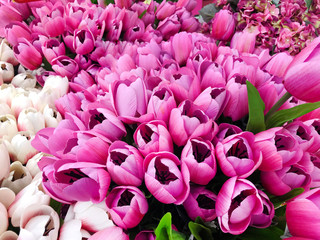 Background of Artificial Pink and White Tulip Flowers