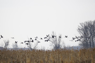 Obraz premium common crane