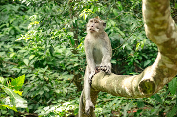 Monos de Monkey forest de Ubud, Bali