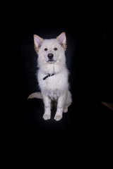 Swiss Shepherd in Photography studio