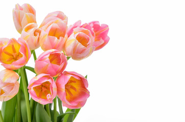Spring Tulip Flowers over white. Tulips bunch. Pink tulips.