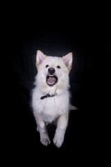 Swiss Shepherd in Photography studio