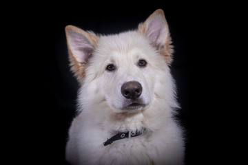 Swiss Shepherd in Photography studio