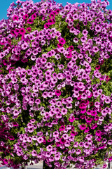 Blooming Pink and Purple Petunia  Flowers in Pot for Street Decoration