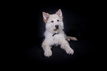 Swiss Shepherd in Photography studio