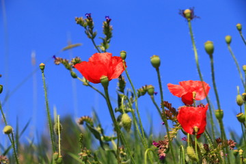 poppies blooming in the wild meadow