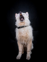 Swiss Shepherd in Photography studio