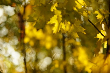 Autumn maple tree with green and golden leaves in sunny forest.