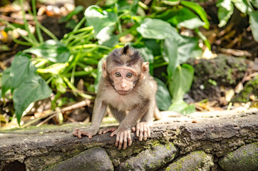 Fototapeta premium Monos de Monkey forest de Ubud, Bali