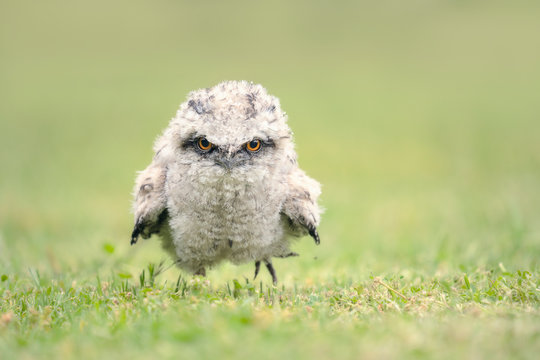 Close-up portrait of a tawny frogmouth chick standing on a lawn, Australia