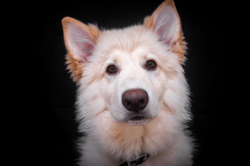 Swiss Shepherd in Photography studio
