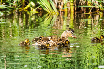 Baby Ducks and Mother Duck Swimming Together
