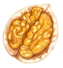  watercolor drawing walnut on a white background