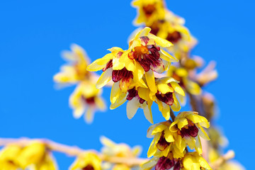 Chinesische Winterbluete blüht im Winter - Chimonanthus praecox with yellow flowers - 322856733