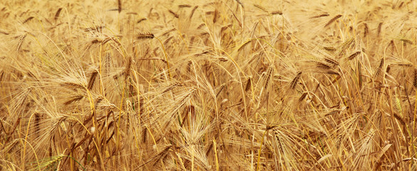 Close up gold wheat field. Harvest, agriculture, agronomy, industry concept.