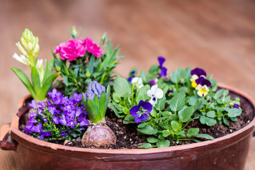 Different Spring Flowers in a Big Pot on a Wooden Background 