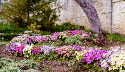Obraz premium Primroses Flowers Blooming in a Spring Garden