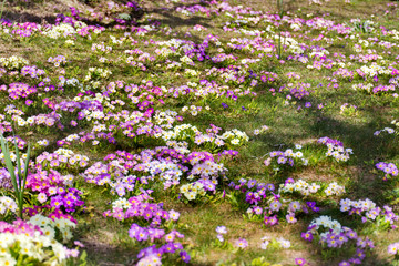 Primroses Flowers Blooming in a Spring Garden