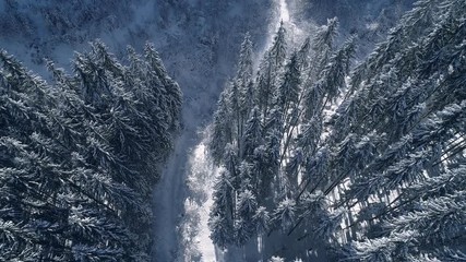 Vertical pan shot of a snowy forest Winter mountain landscape Carpathian mountains - Powered by Adobe