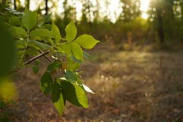 Tree with green leaves in sunny autumnal forest.