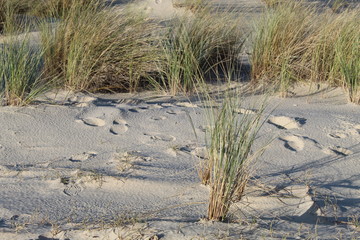 Dunes plage Bassin Arcachon