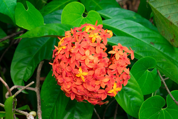 India, Goa - January 2 2020 - A beautiful red flower