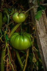 tomatoes green nature in the garden organic food 