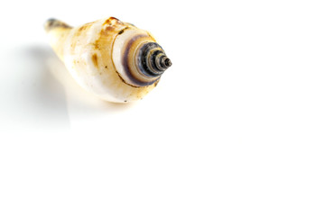 Summer concept background. Trendy natural organic color seashell isolated on white backdrop. Soft focus