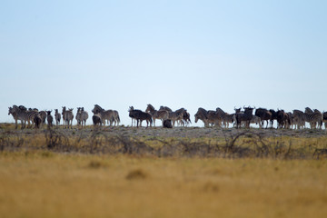 Zebra, zebras in the wilderness of Africa