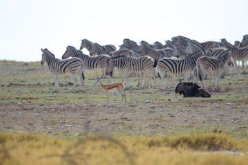 Fototapeta na wymiar Zebra, zebras in the wilderness of Africa
