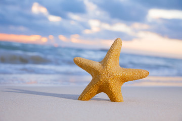 Fototapeta na wymiar red starfish on sand beach