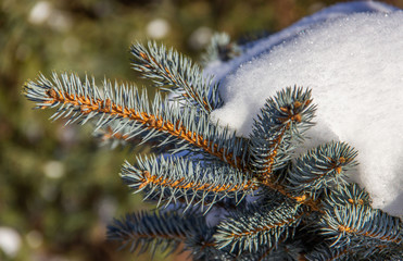 Beautiful spruce covered with snow, nature winter background . Winter landscape. Snow covered trees. Frozen twigs closeup. Selective focus..