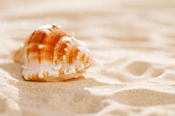 tropical seashell sea shell on sand