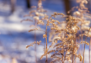 Dry grassy plants and twigs on a natural light snowy background. Winter landscape.  Frozen twigs closeup. Selective focus.