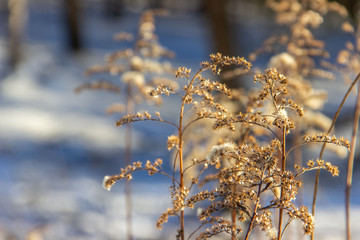 Dry grassy plants and twigs on a natural light snowy background. Winter landscape.  Frozen twigs closeup. Selective focus.