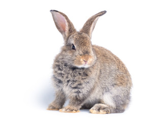 Gray cute rabbit sitting isolated on white background.