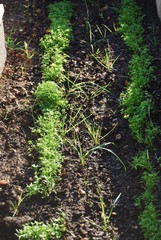 Early Carrots Growing in Allotment