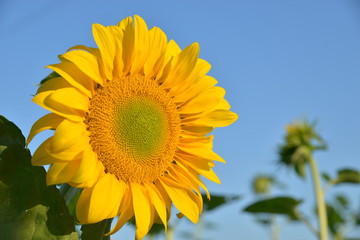 Naklejka premium one flower of sunflower close up