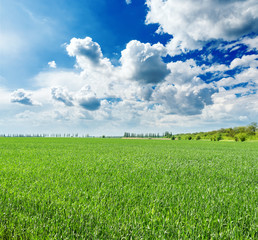 agriculture green field and clouds in blue sky