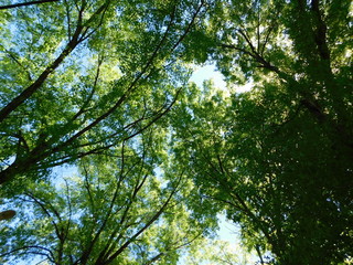 the sky between oak branches