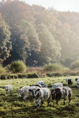 herd of sheep on pasture